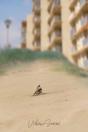 Urbano Suárez. 2º Clasificado